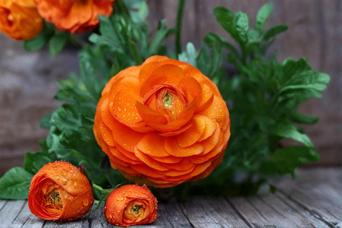 10 Bulbs Orange Ranunculus Ranunculus asiaticus Persian Buttercup