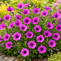 Shanin Wild Petunia Seeds 100 Pack – Petunia violacea Ornamental Flowering Plant for Gardens & Containers