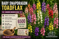 Baby Snapdragon Toadflax Seeds – Linaria maroccana, Wildflower, Mixed Colors, 6500 Seeds for Borders & Gardens
