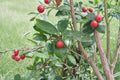 20 Seeds African Red Peach Nauclea latifolia Tropical Fruit Tree