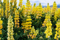 Yellow Lupine Seeds – Lupinus densiflorus 'Aureus' – Bright Yellow Annual Flower for Borders and Wildflower Gardens