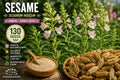 Sesame Seeds 130 Pack – Edible Seed Plant with Cream to Light Pink Flowers – Sesamum indicum Annual