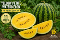 Yellow Petite Watermelon Seeds – Citrullus lanatus Heirloom, Compact Fruit, Yellow Flesh, Green Striped Skin, Full Sun, 11 Seeds
