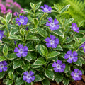 Variegated Vinca Starter Plants – Perennial Ground Cover – Green and Cream Foliage – Vinca minor