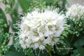 Wedding Cake Spirea Unrooted Cuttings – 10 Live 6–8 Inch White Flowering Shrubs – Spiraea nipponica Perennial Plant