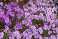 Purple Rockcress Seeds – Aubrieta deltoidea Perennial Groundcover for Rock Gardens and Borders, 385 Seeds