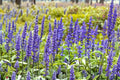 Blue Sage Seeds – 150 Salvia farinacea Perennial Flower Seeds for Pollinator Gardens and Borders
