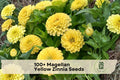 Magellan Yellow Zinnia Seeds, Bright Yellow, Annual Flower, Zinnia elegans, Compact 12-18 inches, Pollinator Friendly