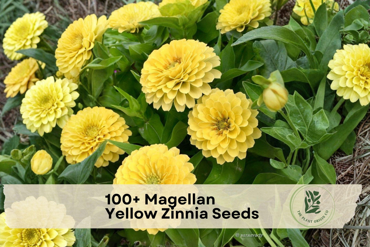 Magellan Yellow Zinnia Seeds, Bright Yellow, Annual Flower, Zinnia elegans, Compact 12-18 inches, Pollinator Friendly