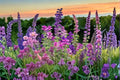 100 Seeds Clary Sage Tricolor Mix Salvia sclarea Ornamental Herb