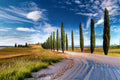 50 Seeds Italian Cypress Cupressus sempervirens Evergreen Privacy Screen Tree