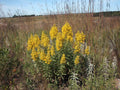 100 Showy Goldenrod Seeds Solidago speciosa Native Perennial Wildflower Pollinator Garden