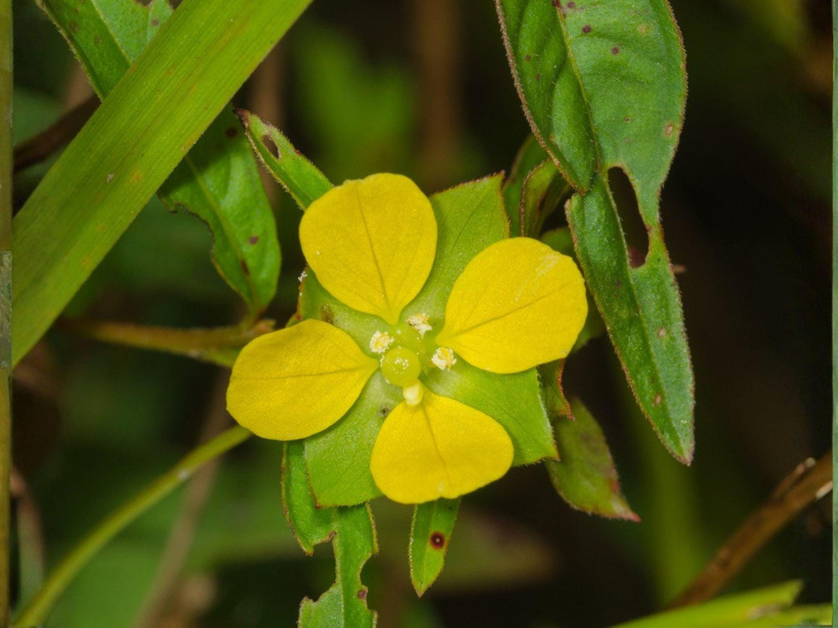 1000 Seeds Seedbox Ludwigia alternifolia Native Wildflower Yellow Bloom Wetland Rain Garden