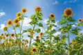 Skyscraper Sunflower Seeds 22 Pack Tall Helianthus annuus Yellow Flowering Annual for Garden Beds