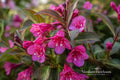 Minuet Weigela Bare Root Shrub – Compact Flowering Plant with Bright Pink Blooms – Weigela florida 'Minuet'