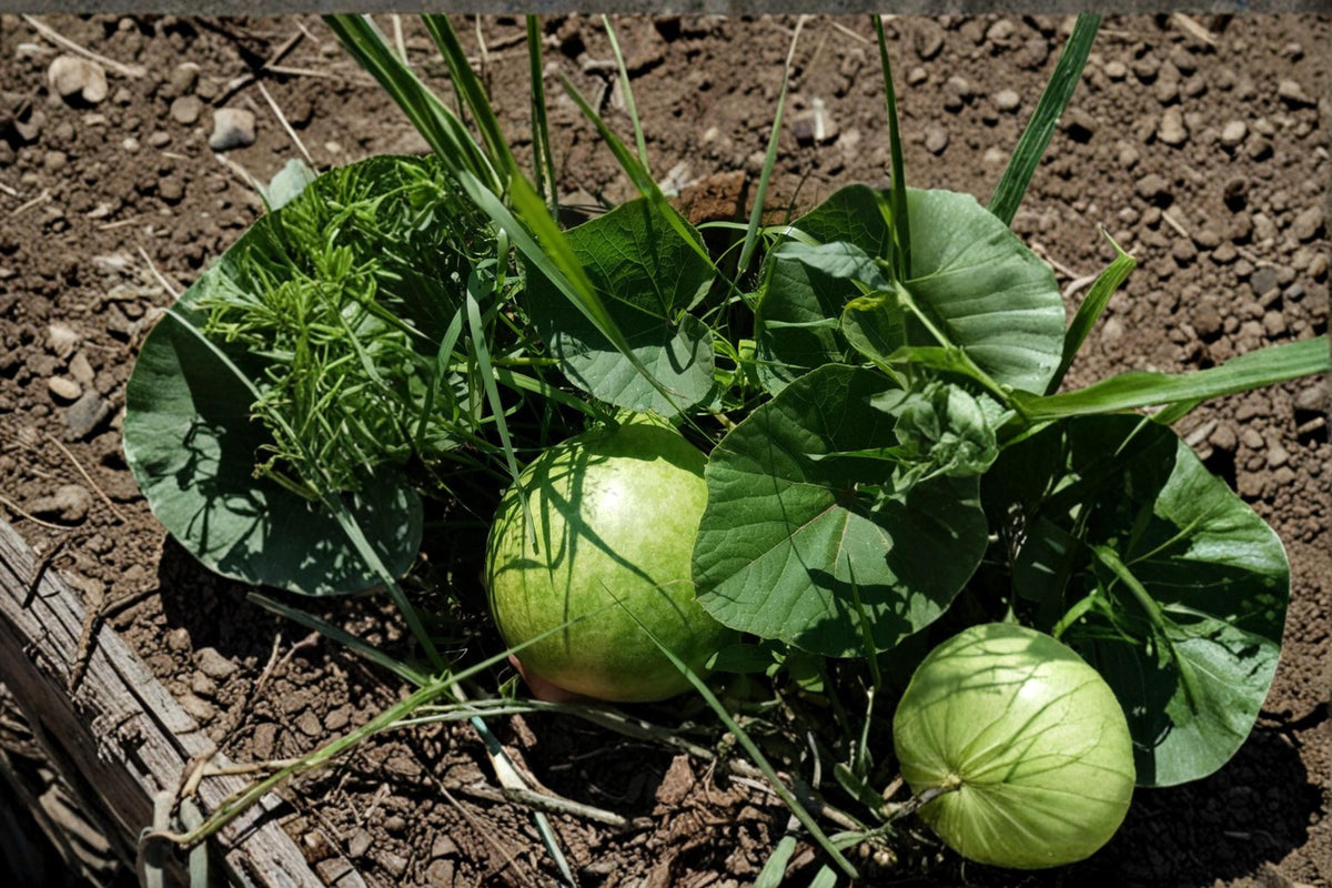 10 Seeds Bushel Gourd Lagenaria siceraria Heirloom