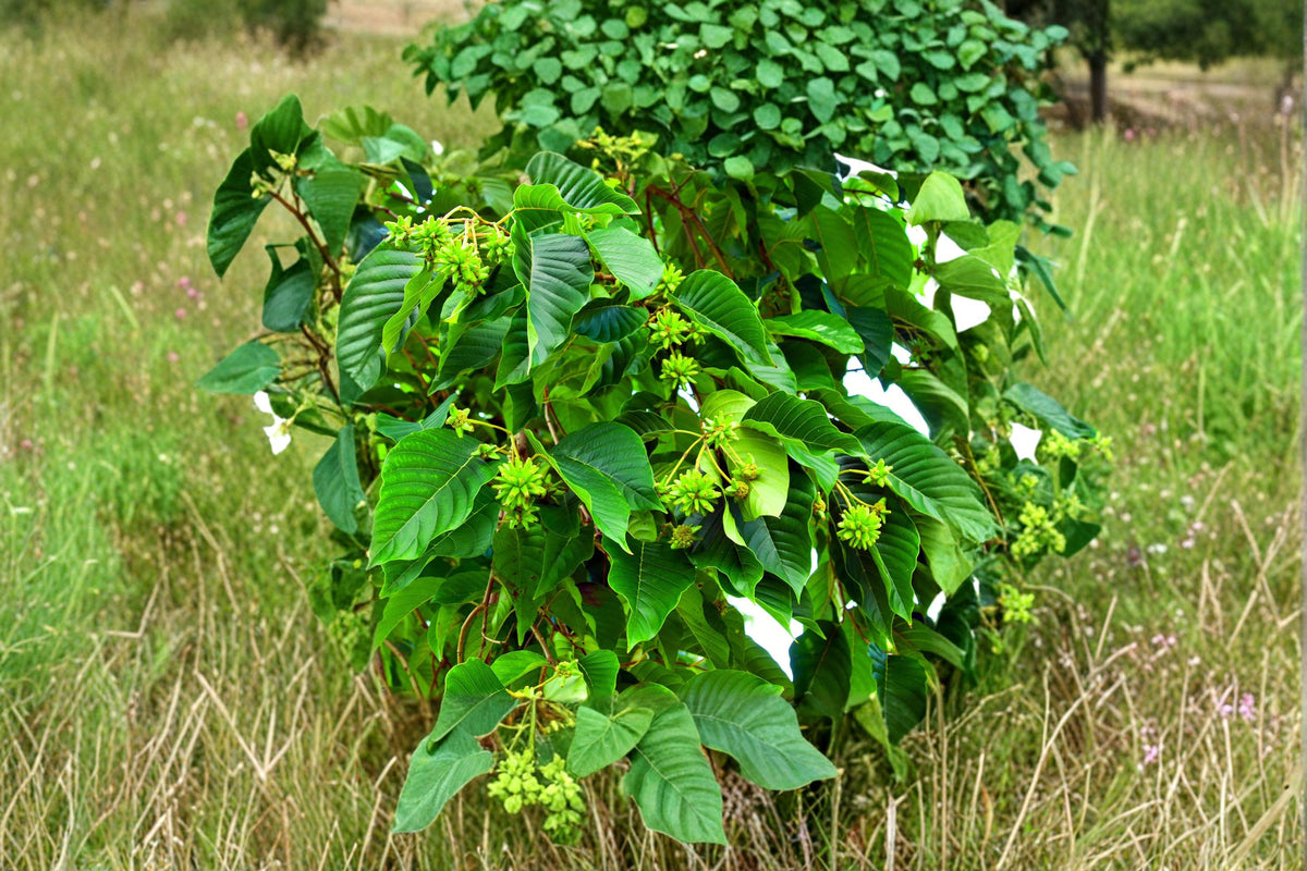 30 Seeds Hazel Alder Alnus incana rugosa Speckled Alder Shrub