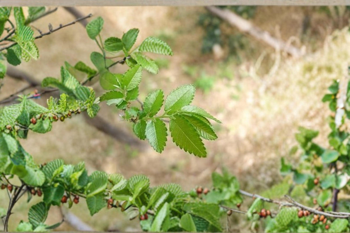 30 Seeds Chinese Corkbark Elm Ulmus parvifolia Ornamental Shade Tree Bonsai