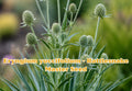 100 Seeds Eryngium yuccifolium Rattlesnake Master Perennial Wildflower for Pollinator Gardens & Native Landscaping