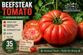 Beefsteak Tomato Seeds – Large Heirloom Fruit – Solanum lycopersicum – Vegetable Plant for Slicing & Fresh Use