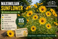 Maximilian Sunflower Seeds 115 Helianthus maximiliani Perennial Bright Yellow Flowers for Wildlife Gardens
