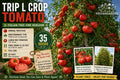Trip L Crop Tomato Seeds – Heirloom Italian Tree Vine Solanum lycopersicum, Indeterminate, Red Fruit