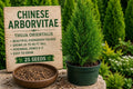Chinese Arborvitae Seeds, Evergreen Ornamental Tree, Thuja orientalis, Landscape, Privacy Screen, Container Planting