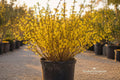 Forsythia Bush Cuttings 12 Unrooted Live Plants 6–8 Inches Bright Yellow Flowers Garden Shrubs
