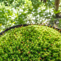 Juniper Haircap Moss Live Ground Cover | Polytrichum Commune | Gallon Bag for Terrariums & Gardens