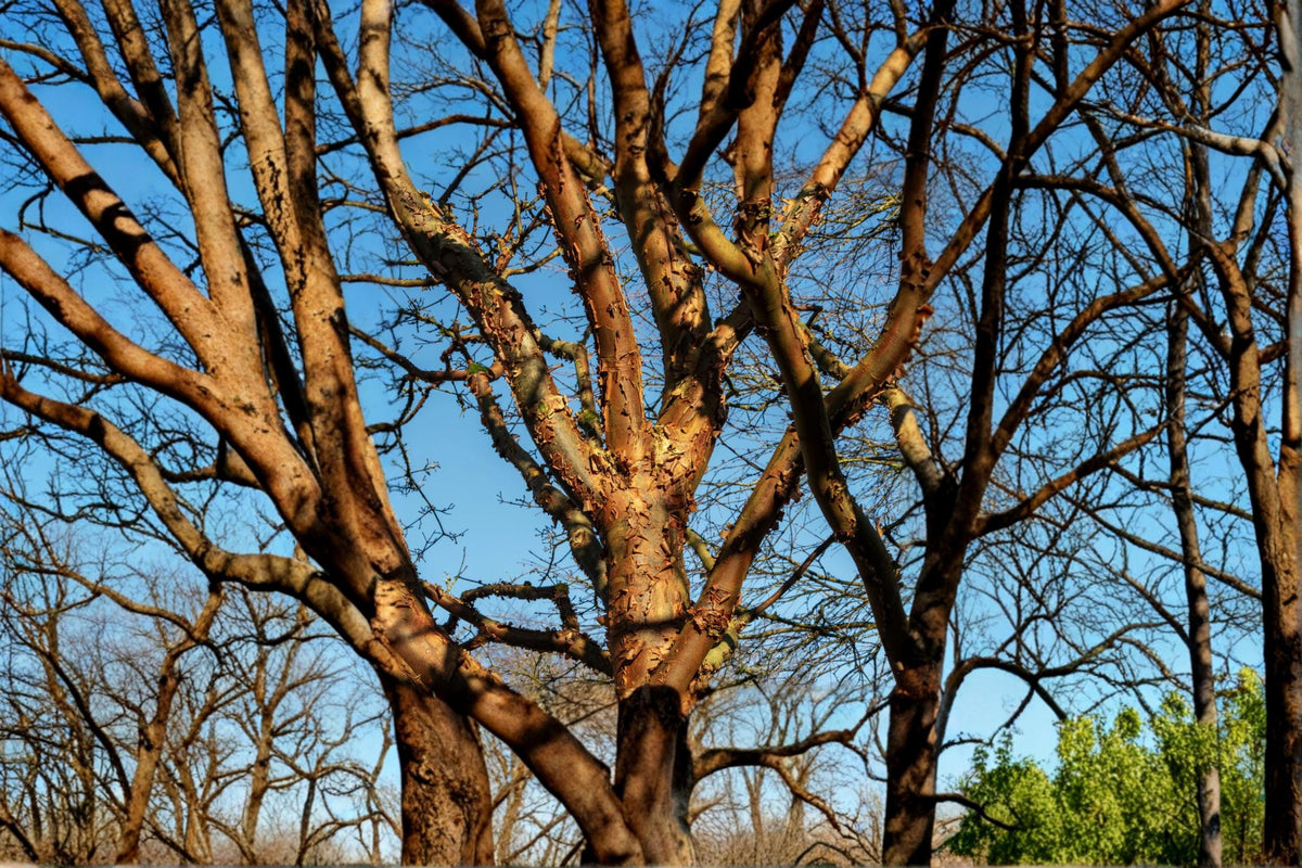 1 Seeds Paperbark Maple Acer griseum