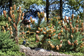 White Spruce Seeds - 20 Count - Evergreen Conifer - Picea glauca - Dense Needle Foliage for Outdoor Planting