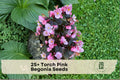 Torch Pink Begonia Seeds – Flowering Ornamental Plant for Containers & Shade Gardens, Begonia spp.