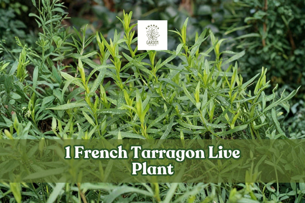 French Tarragon Live Plant Plug - Culinary Herb Starter - Artemisia dracunculus var. sativa - 1" Pot, Green Foliage, Perennial