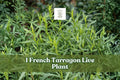 French Tarragon Live Herb Plant Plug – Culinary Herb, Artemisia dracunculus sativa, Green Foliage, Kitchen Garden, Patio Container