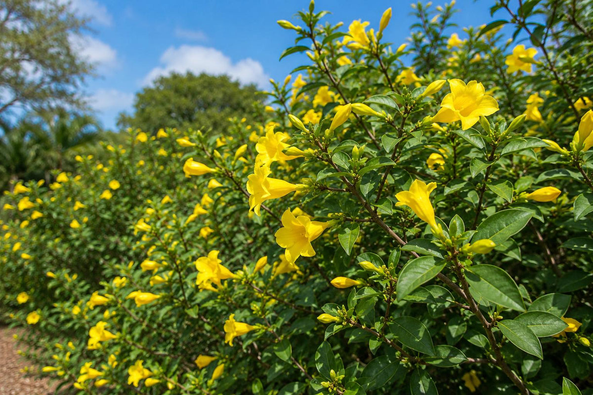 Carolina Jasmine Live Plant 12" Budded Vine Gelsemium sempervirens for Garden, Trellis, Landscaping