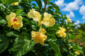 Yellow Apricot Lion Tail Pom Pom Tropical Hibiscus Plant | Rare Hibiscus rosa-sinensis for Garden & Indoor