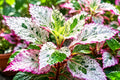 Aussie Queen Tropical Hibiscus Plant with Variegated Leaves and Red Flowers, Hibiscus rosa-sinensis