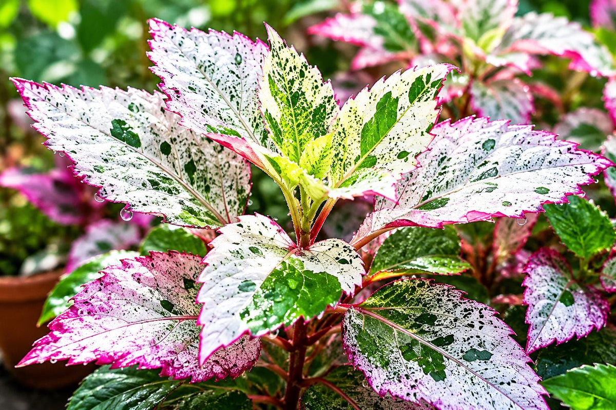 Aussie Queen Tropical Hibiscus Plant with Variegated Leaves and Red Flowers, Hibiscus rosa-sinensis