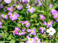 Virginia Stock Flower Seeds | Malcolmia Maritima | Pink, Purple, White | Compact Annual for Borders & Containers