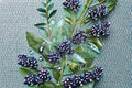 30 Seeds Common Privet Ligustrum vulgare Hardy Shrub Hedge Screening