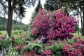 30 Seeds Blue Leaf Mimosa Acacia baileyana purpurea