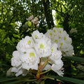 Bare Root Rosebay Rhododendron Plant | Rhododendron Maximum | Evergreen Shrub with Pink, White, Lavender Blooms