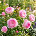 Miniature Pink Rose Bush Bare Root Plant | Fragrant Heirloom Rosa spp. | Compact Pink Blooming Garden Rose