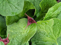 Wild Ginger Seeds | Asarum canadense | Woodland Groundcover Plant for Shade Gardens