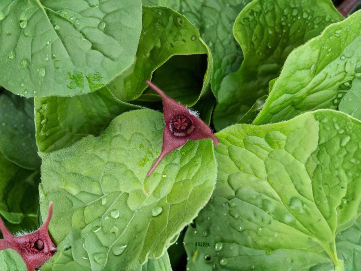 Wild Ginger Seeds | Asarum canadense | Woodland Groundcover Plant for Shade Gardens