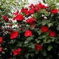Wild Red Miniature Climbing Rose Bare Root Plant | Red Double Blooms | Rosa spp.