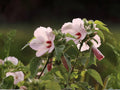 Wooly Rose Mallow Seeds | Hibiscus Lasiocarpos | Perennial Flowering Plant with Pale Pink Flowers | Moist Garden Borders