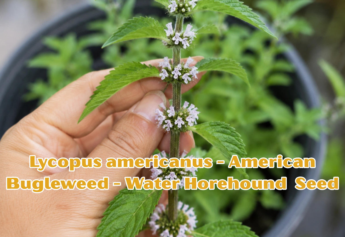 500 Seeds Lycopus americanus American Bugleweed Water Horehound Perennial Herb Native Wetland Plant