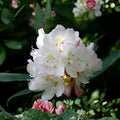 Great Laurel Plant Bare Root Rhododendron Maximum Evergreen Flowering Shrub for Shade Gardens