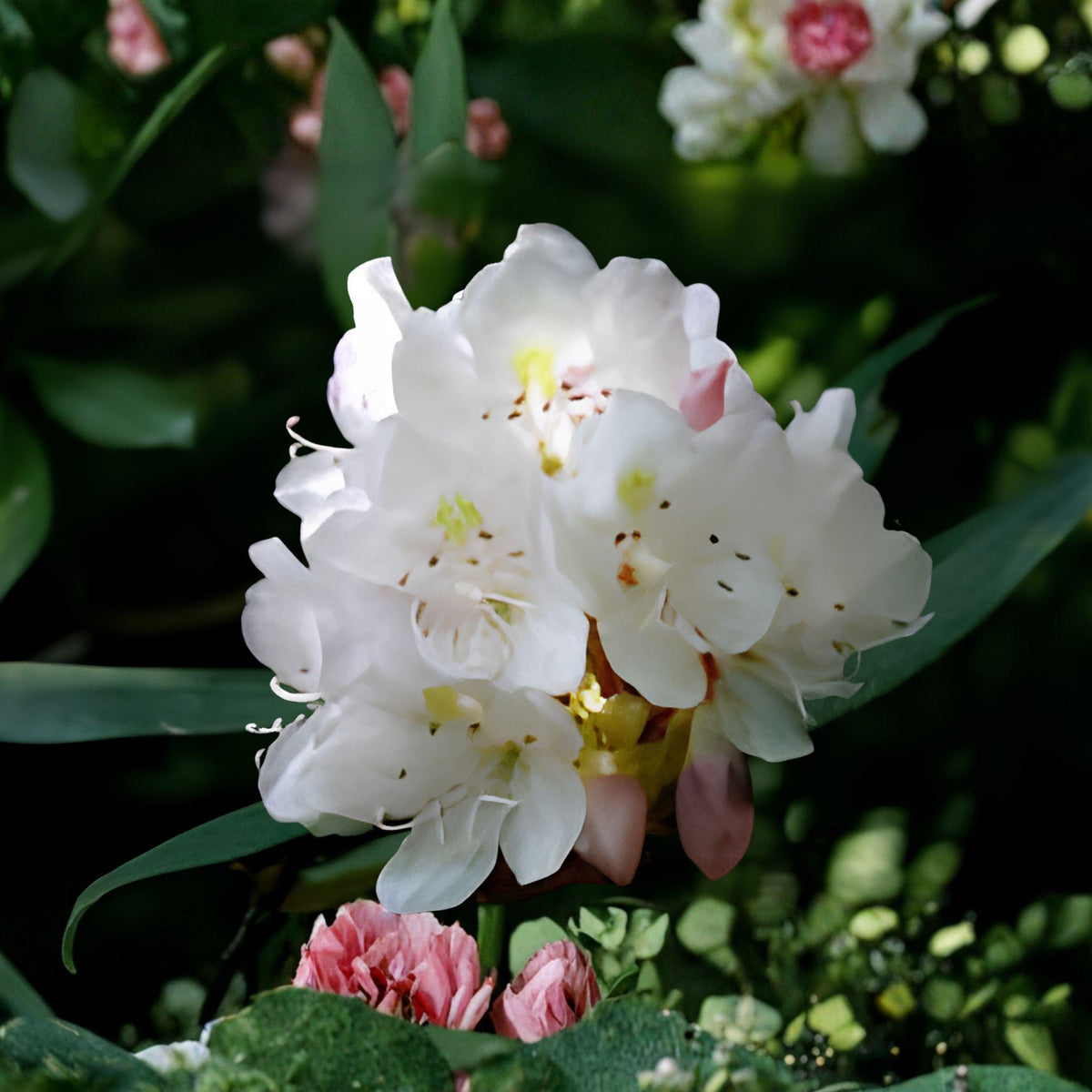 Great Laurel Plant Bare Root Rhododendron Maximum Evergreen Flowering Shrub for Shade Gardens